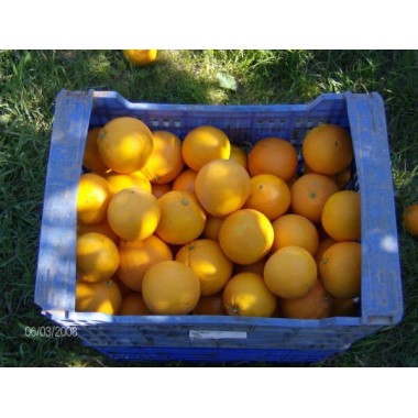 CAJA 5 KG NARANJAS ECOLOGICAS  COMPROMISO LOCAL