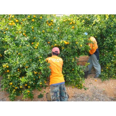 CAJA 5 KG NARANJAS ECOLOGICAS  COMPROMISO LOCAL